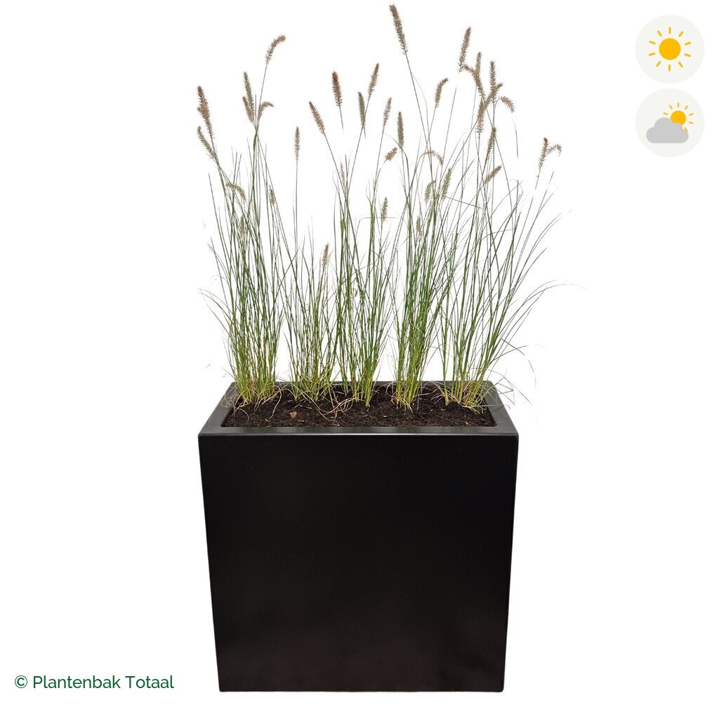 productfoto van plantenbak Aluminium Carrez Rechthoek Lampenpoetsersgras