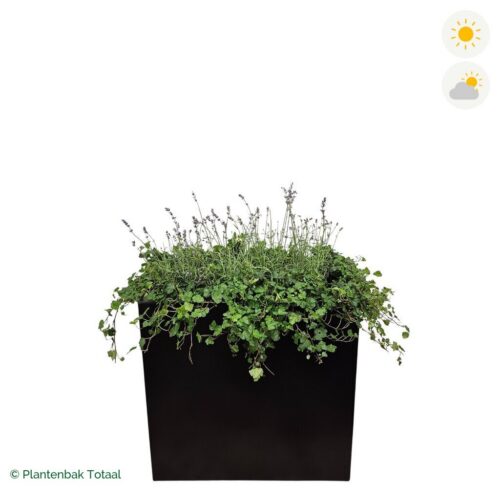 productfoto van plantenbak Aluminium Carrez Rechthoek Lavendel Combinatie