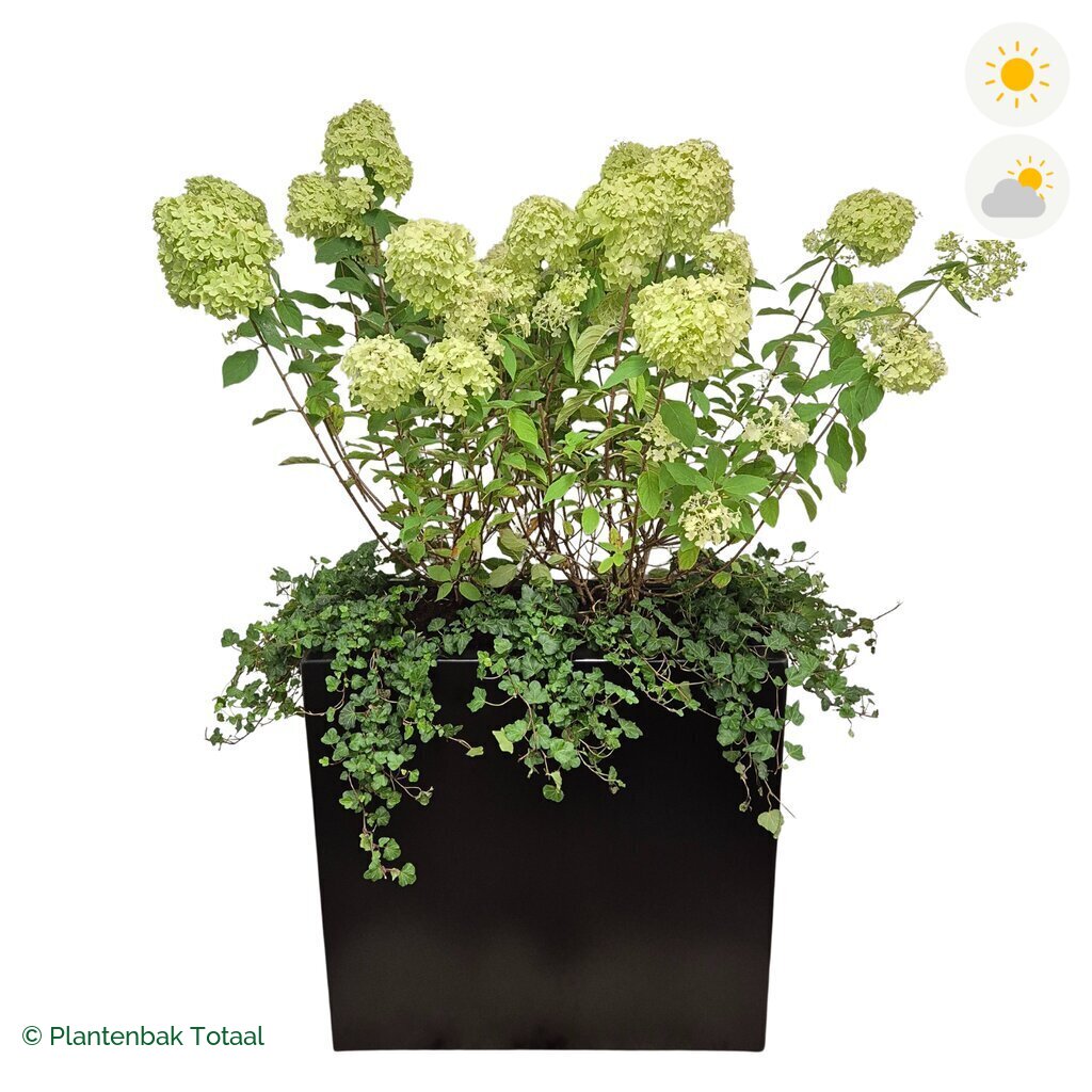 productfoto van plantenbak Aluminium Carrez Rechthoek Pluimhortensia Combinatie