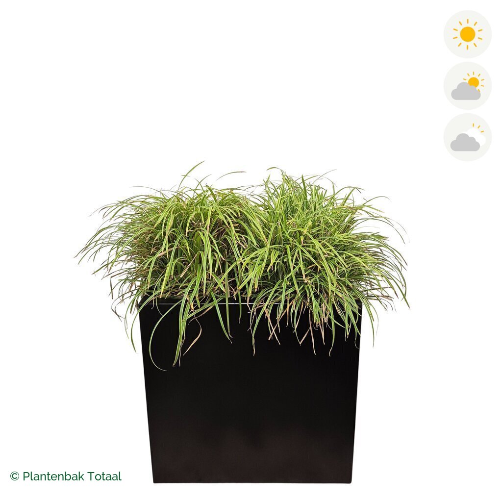 productfoto van plantenbak Aluminium Carrez Rechthoek Zegge