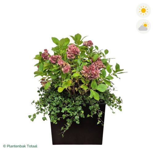 productfoto van plantenbak Aluminium Carrez Vierkant Boerenhortensia Combinatie