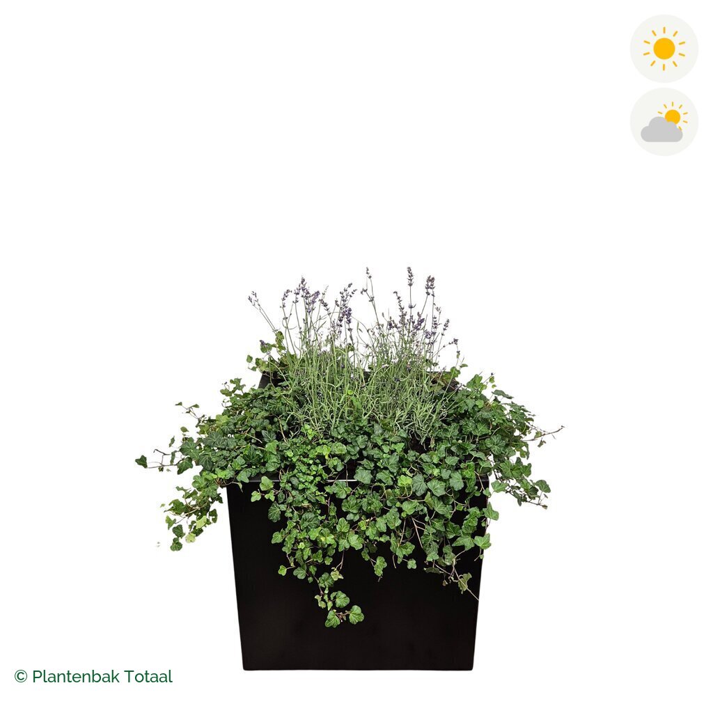 productfoto van plantenbak Aluminium Carrez Vierkant Lavendel Combinatie