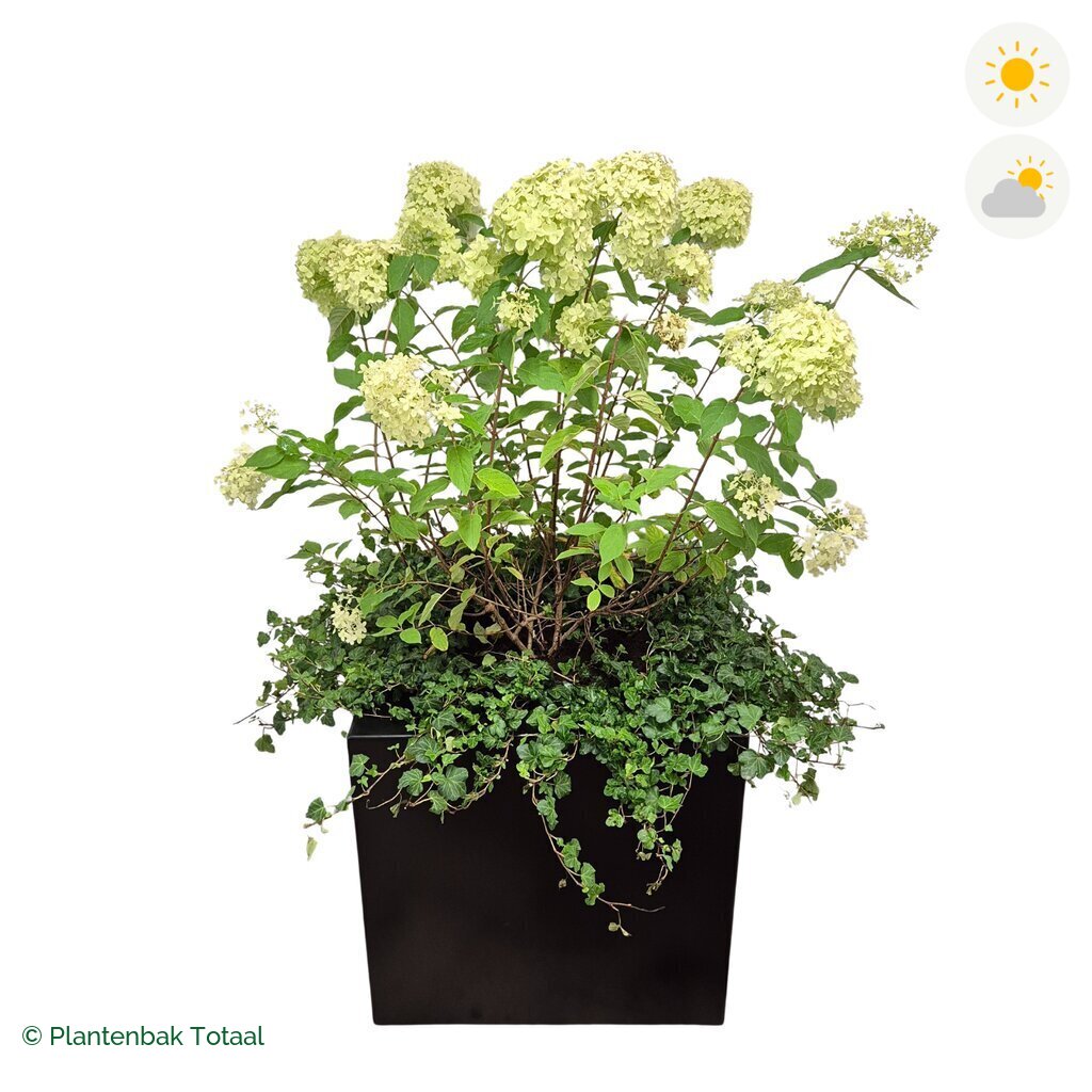 productfoto van plantenbak Aluminium Carrez Vierkant Pluimhortensia Combinatie