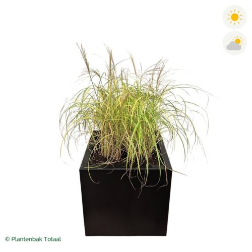 productfoto van plantenbak Aluminium Carrez Vierkant Prachtriet
