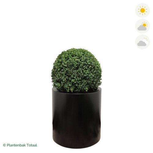 productfoto van plantenbak Aluminium Circum Japanse Hulst