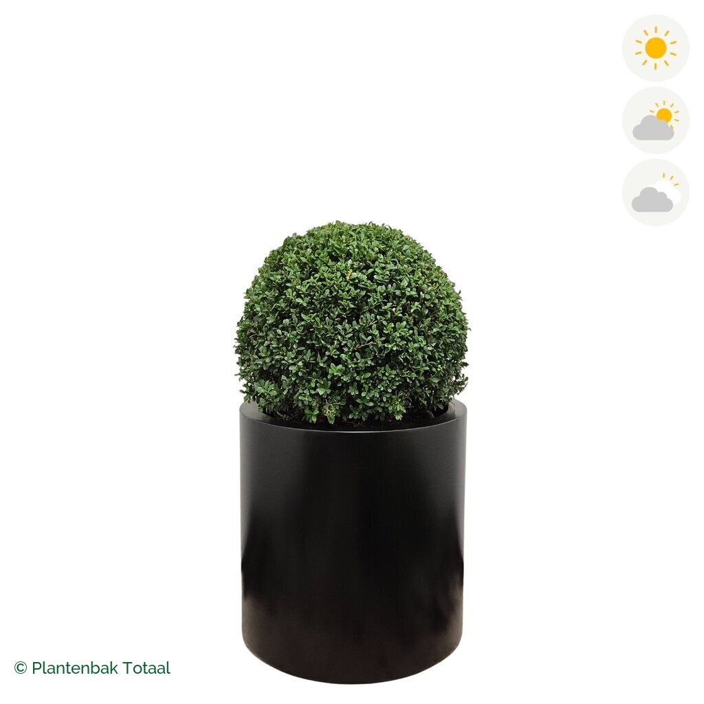 productfoto van plantenbak Aluminium Circum Japanse Hulst
