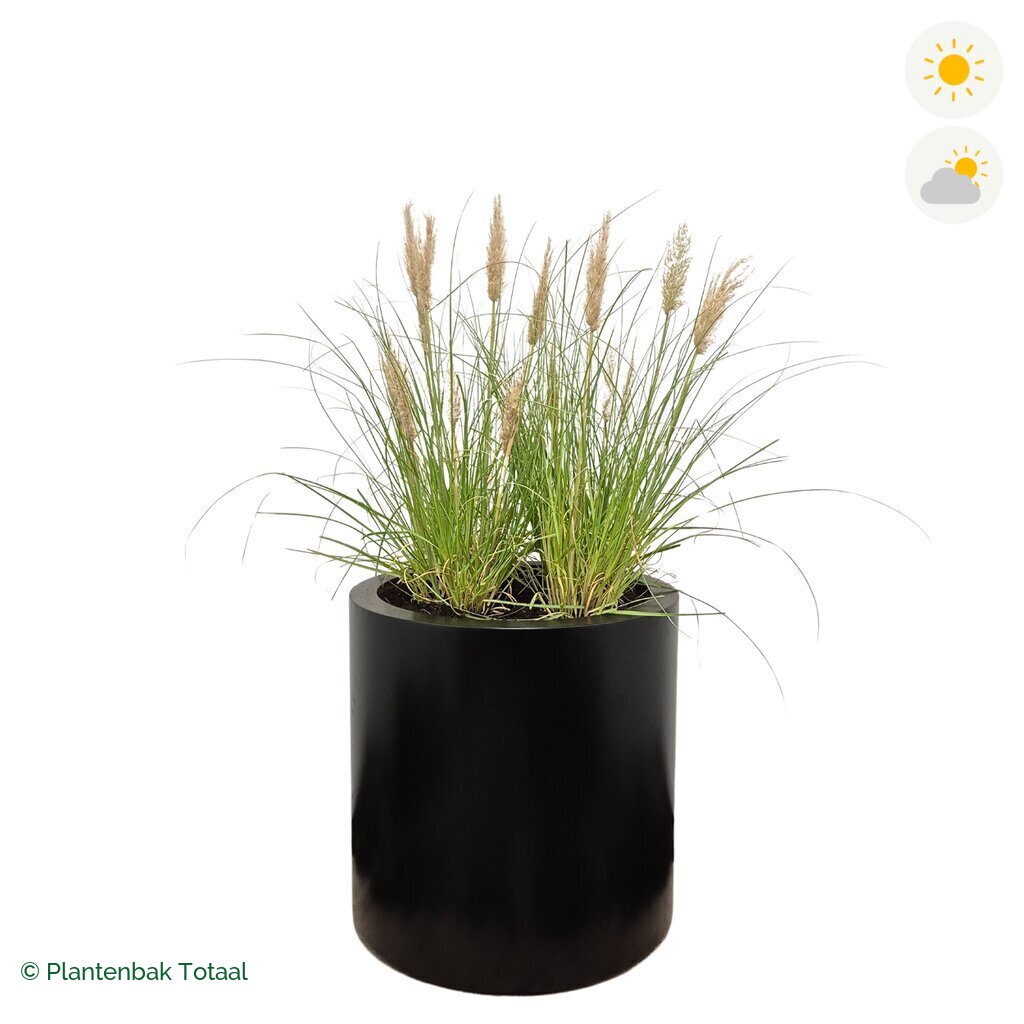 productfoto van plantenbak Aluminium Circum Pampasgras