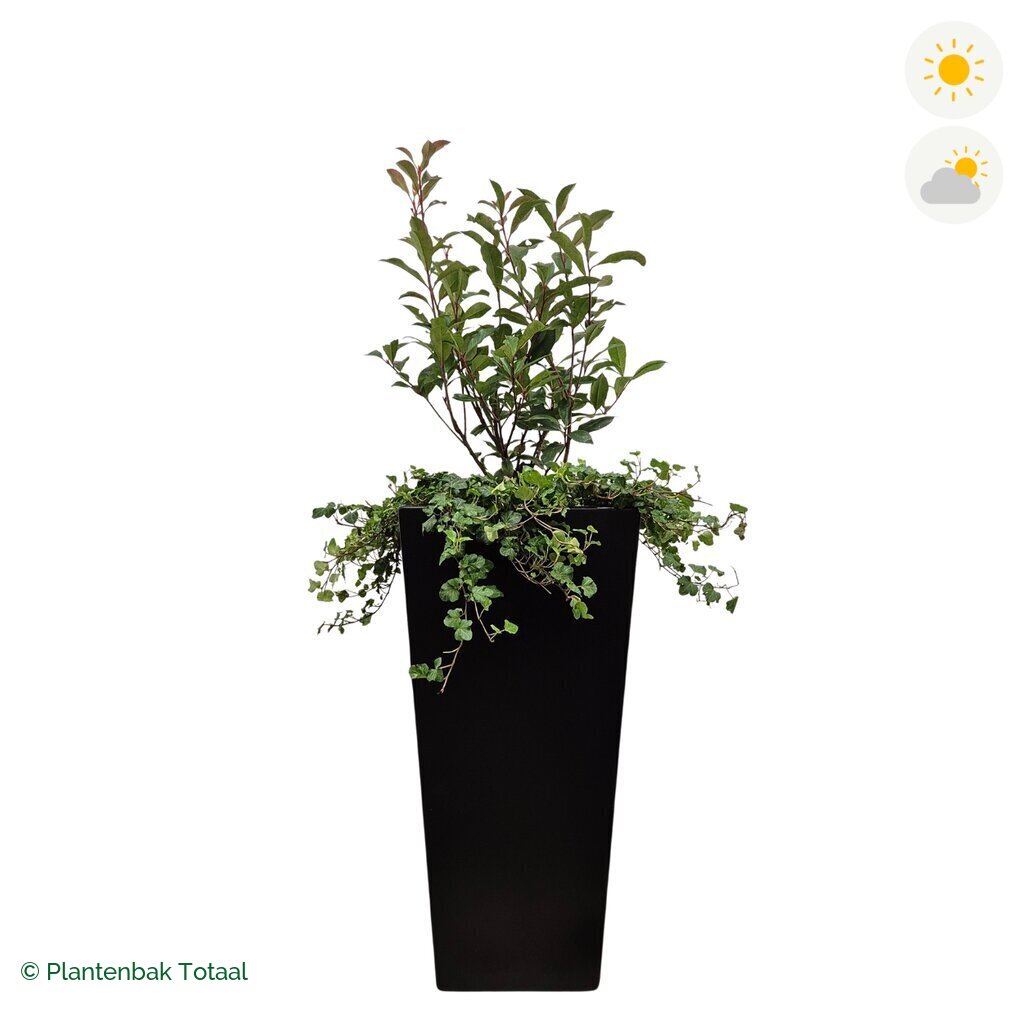 productfoto van plantenbak Aluminium Tap Glansmispel Combinatie