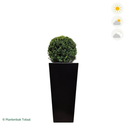 productfoto van plantenbak Aluminium Tap Japanse Hulst