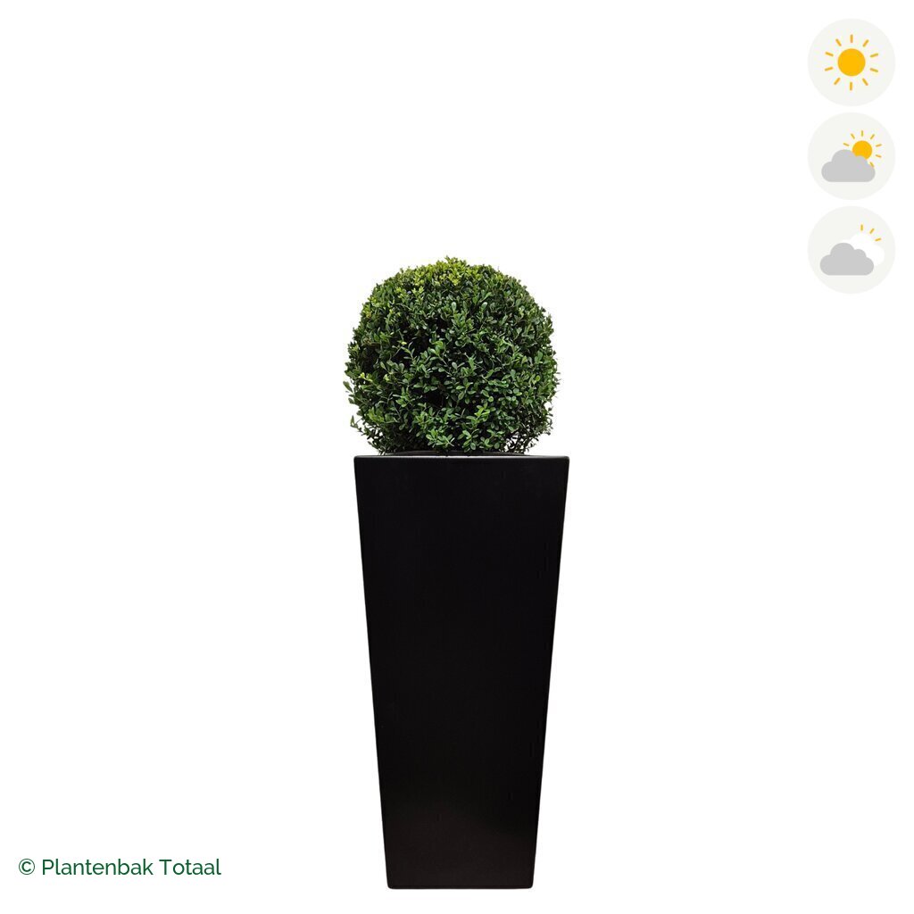 productfoto van plantenbak Aluminium Tap Japanse Hulst
