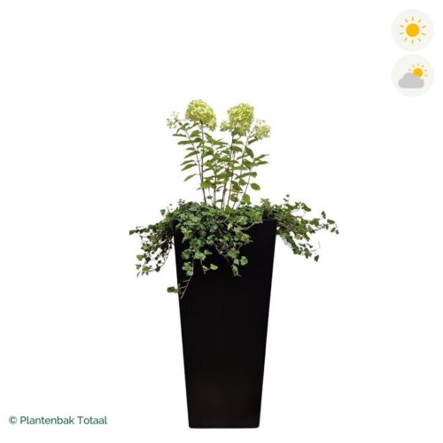 productfoto van plantenbak Aluminium Tap Pluimhortensia Combinatie