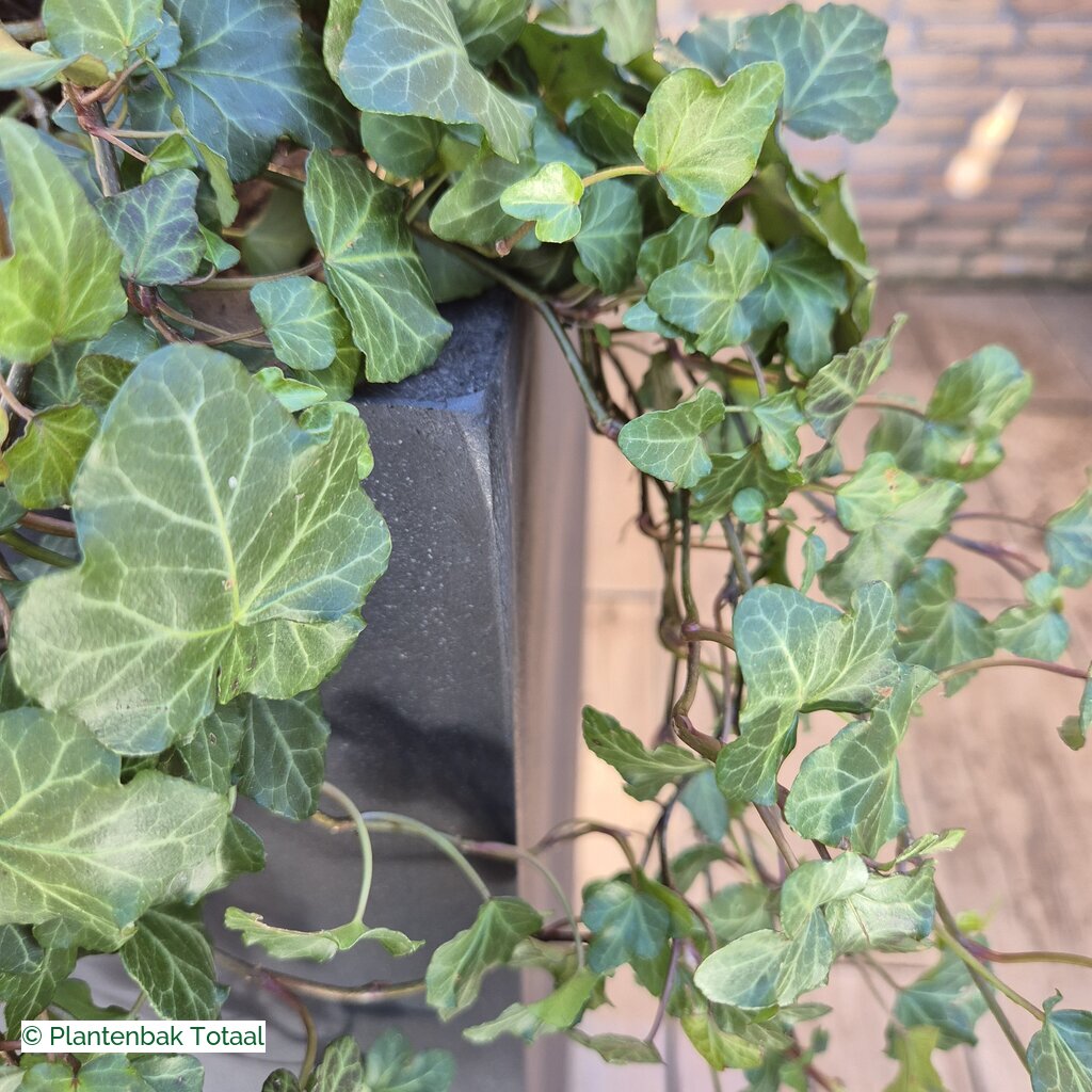 productlijn foto van plantenbak FF Bouvy XL vierkant