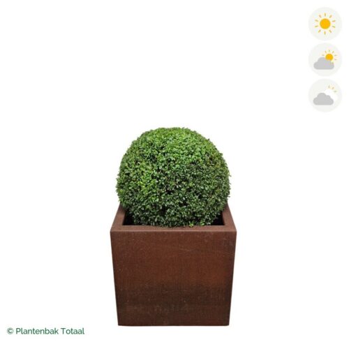 productfoto van plantenbak Cortenstaal Carrez Vierkant Japanse Hulst