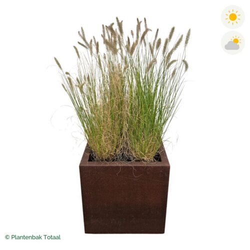 productfoto van plantenbak Cortenstaal Carrez Vierkant Lampenpoetsersgras