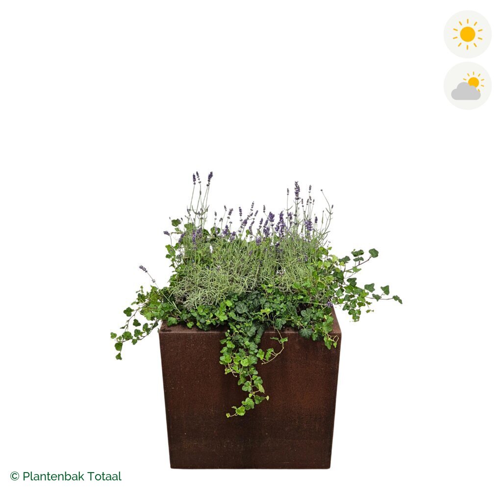 productfoto van plantenbak Cortenstaal Carrez Vierkant Lavendel Combinatie