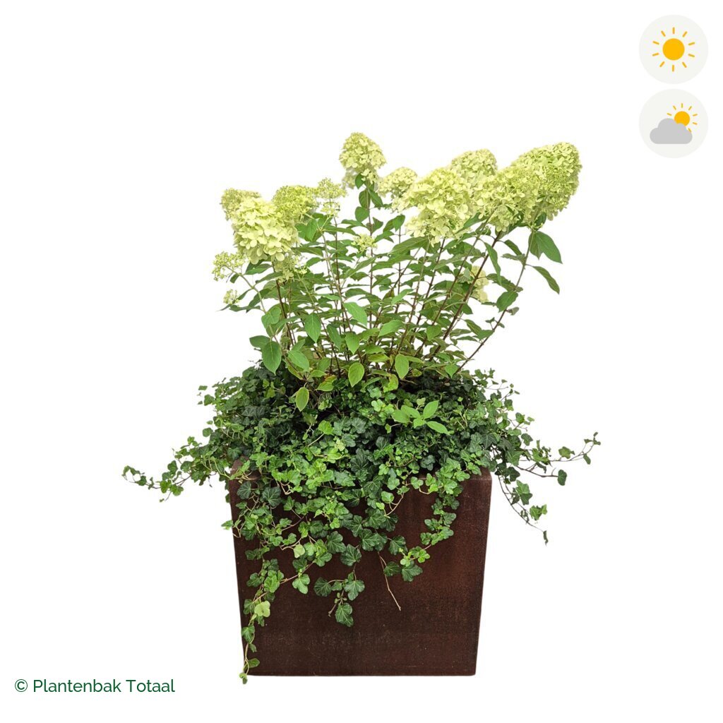 productfoto van plantenbak Cortenstaal Carrez Vierkant Pluimhortensia Combinatie
