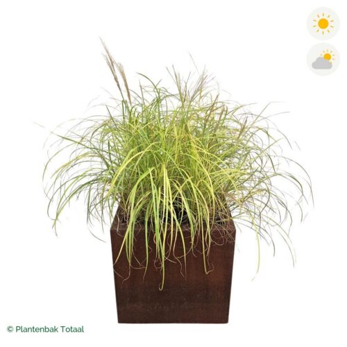 productfoto van plantenbak Cortenstaal Carrez Vierkant Prachtriet
