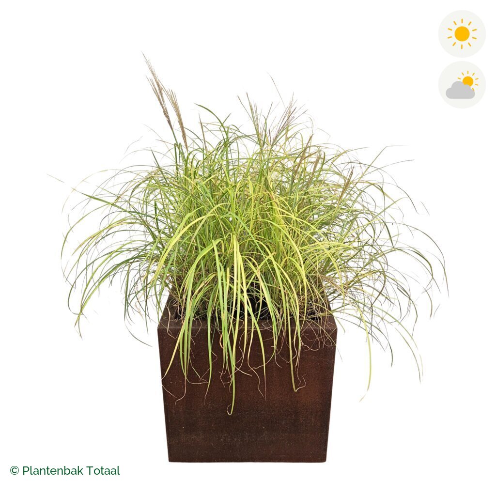 productfoto van plantenbak Cortenstaal Carrez Vierkant Prachtriet
