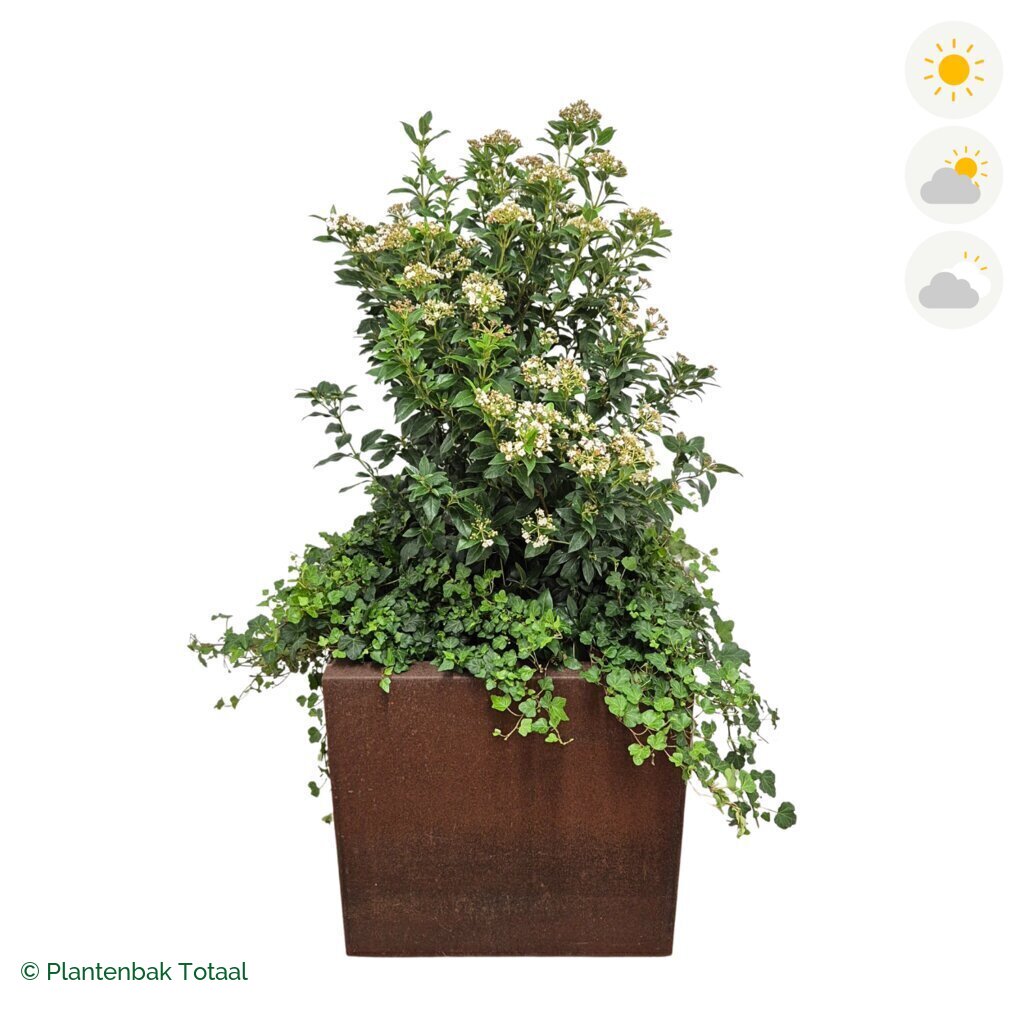 productfoto van plantenbak Cortenstaal Carrez Vierkant Sneeuwbal Combinatie
