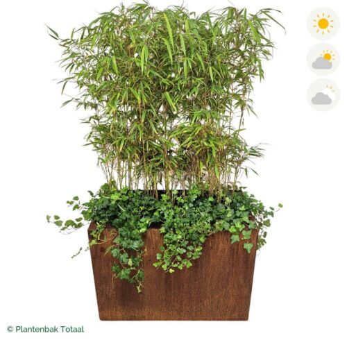productfoto van plantenbak Cortenstaal Carrez Rechthoek Bamboe Afscheiding
