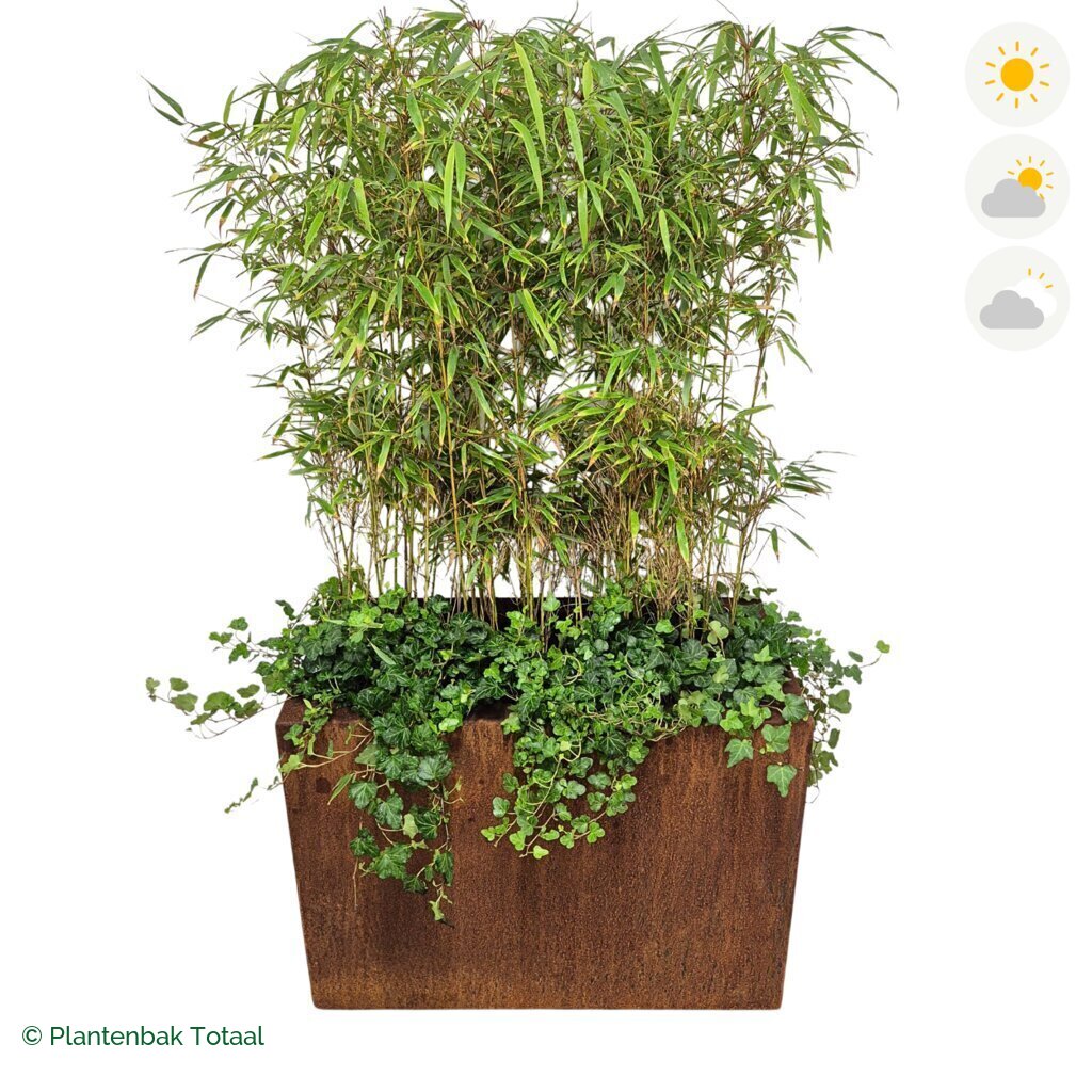 productfoto van plantenbak Cortenstaal Carrez Rechthoek Bamboe Afscheiding