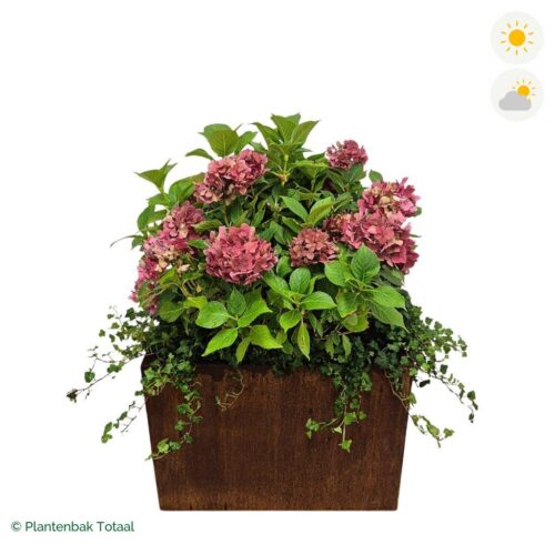 productfoto van plantenbak Cortenstaal Carrez Rechthoek Boerenhortensia Combinatie