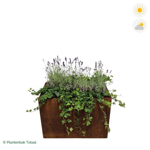 productfoto van plantenbak Cortenstaal Carrez Rechthoek Lavendel Combinatie