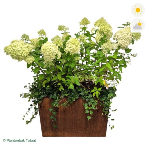 productfoto van plantenbak Cortenstaal Carrez Rechthoek Pluimhortensia Combinatie