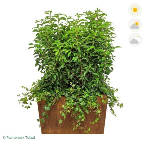 productfoto van plantenbak Cortenstaal Carrez Rechthoek Portugese Laurier