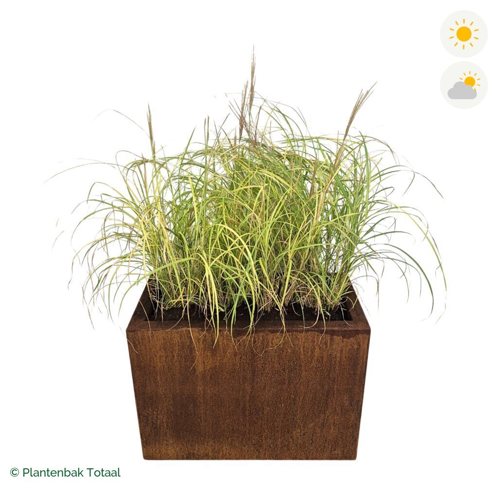 productfoto van plantenbak Cortenstaal Carrez Rechthoek Prachtriet
