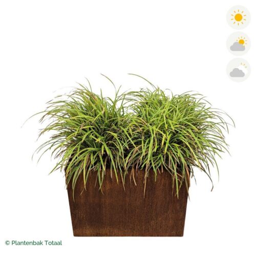 productfoto van plantenbak Cortenstaal Carrez Rechthoek Zegge
