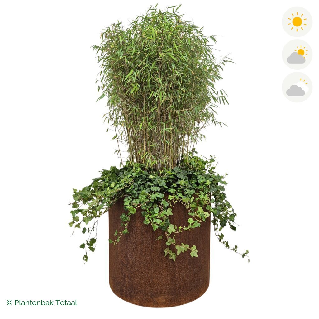 productfoto van plantenbak Cortenstaal Circum Bamboe Combinatie