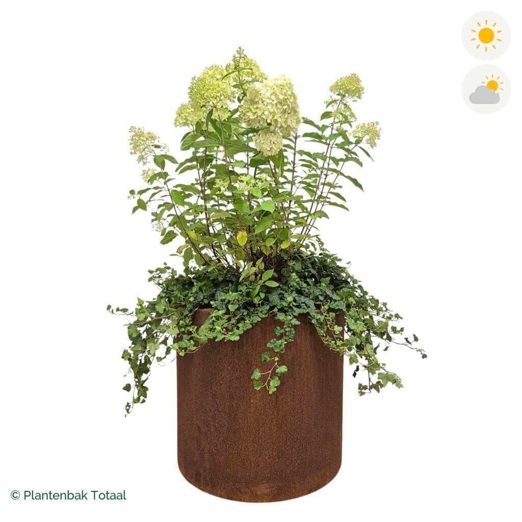 productfoto van plantenbak Cortenstaal Circum Pluimhortensia Combinatie
