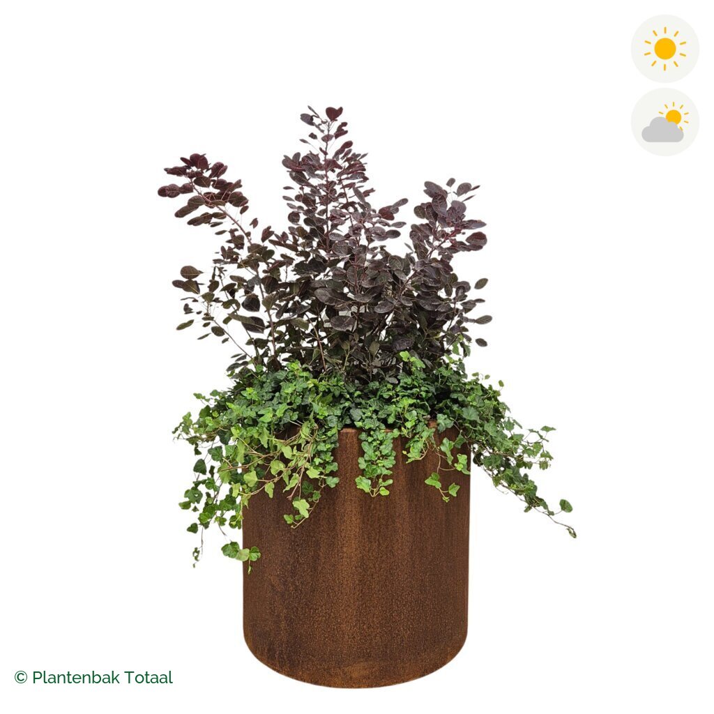 productfoto van plantenbak Cortenstaal Circum Pruikenboom Combinatie