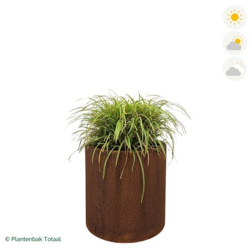 productfoto van plantenbak Cortenstaal Circum Zegge