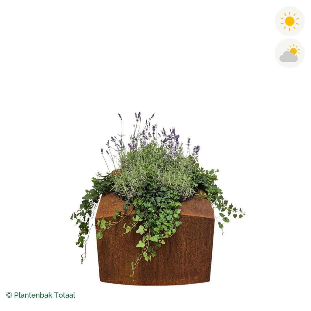 productfoto van plantenbak Cortenstaal Nooa Lavendel Combinatie