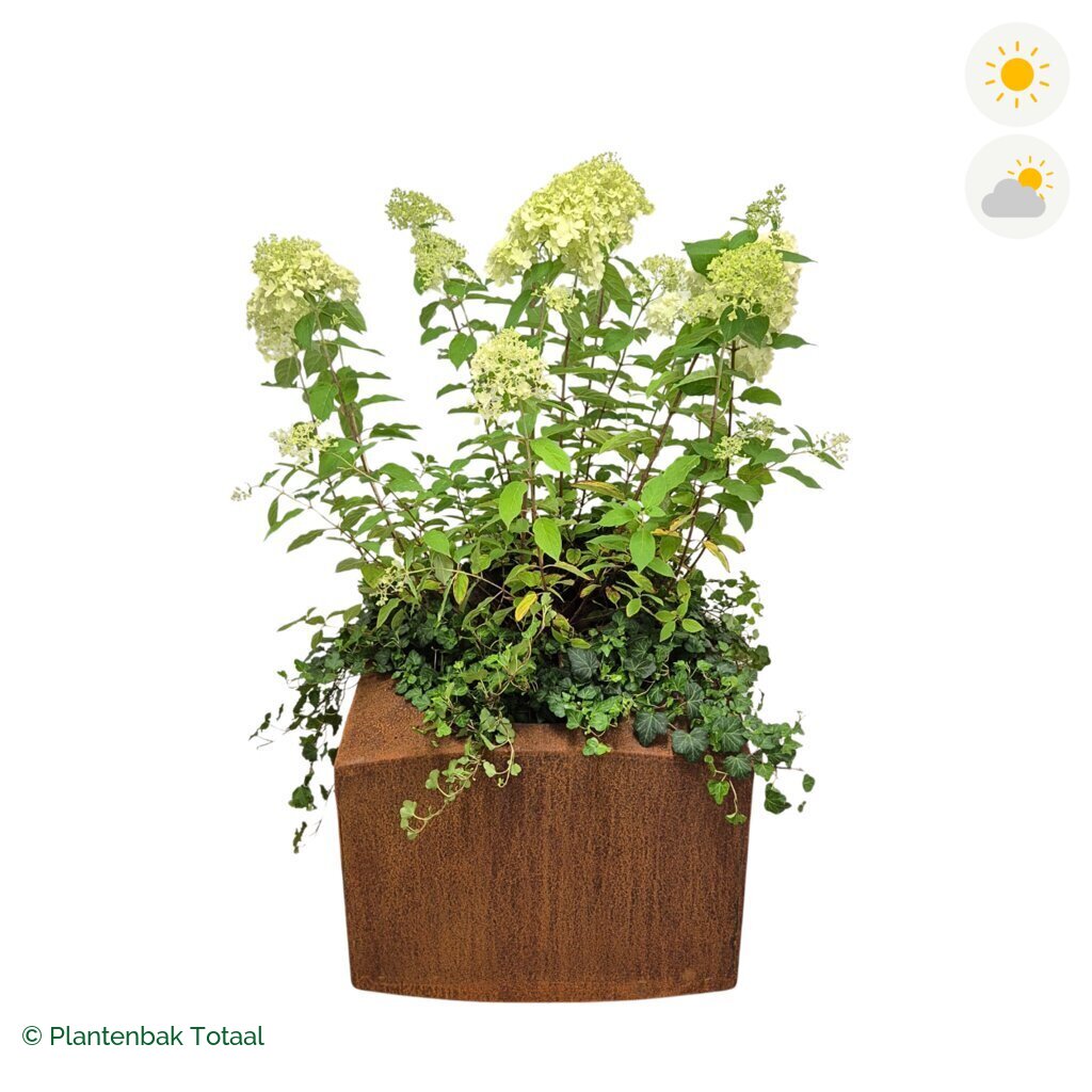 productfoto van plantenbak Cortenstaal Nooa Pluimhortensia Combinatie
