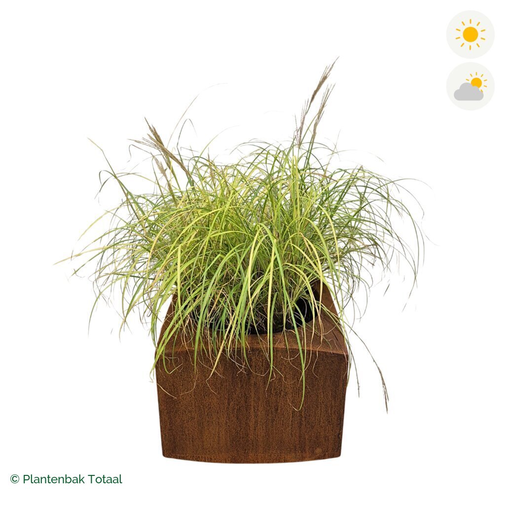 productfoto van plantenbak Cortenstaal Nooa Prachtriet