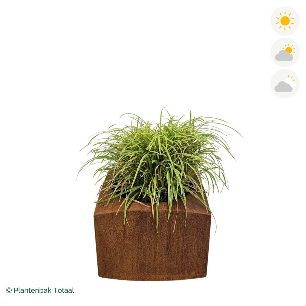 productfoto van plantenbak Cortenstaal Nooa Zegge