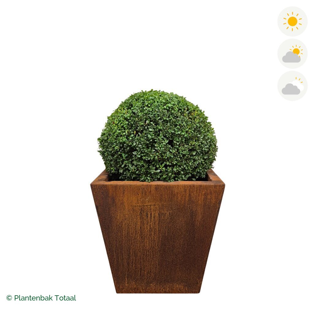 productfoto van plantenbak Cortenstaal Tap Japanse Hulst