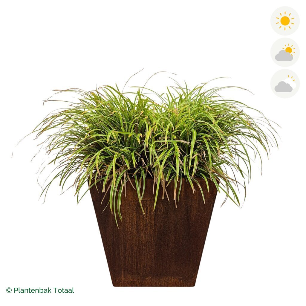 productfoto van plantenbak Cortenstaal Tap Zegge