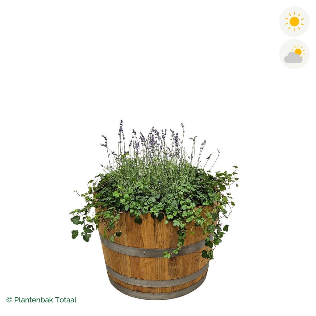 productfoto van plantenbak Eikenhout Half Wijnvat Lavendel Combinatie