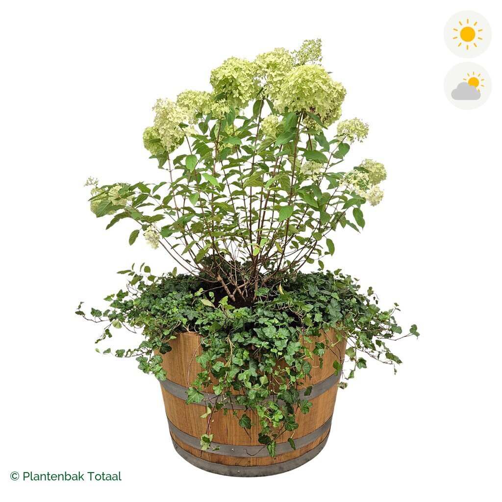 productfoto van plantenbak Eikenhout Half Wijnvat Pluimhortensia Combinatie