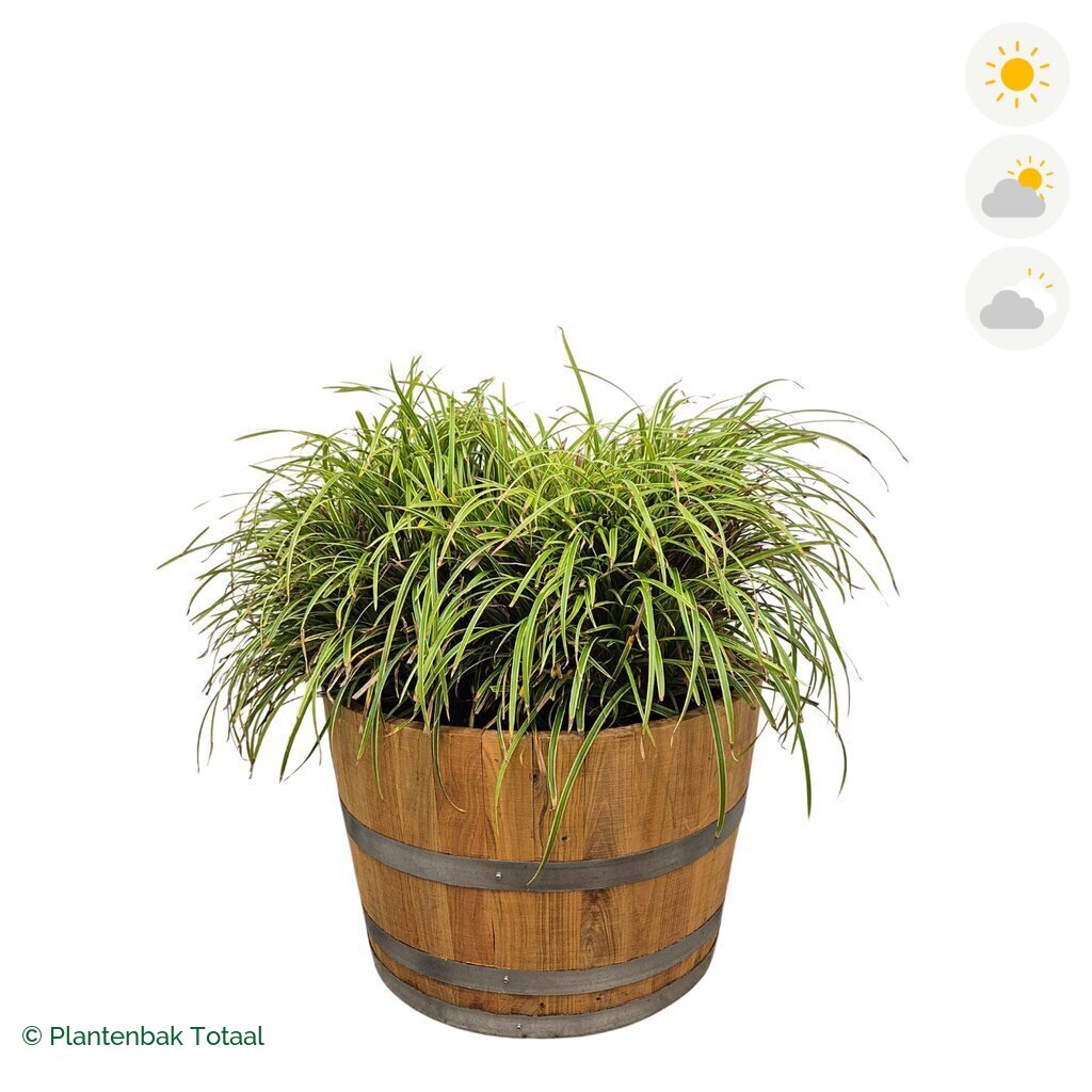 productfoto van plantenbak Eikenhout Half Wijnvat Zegge