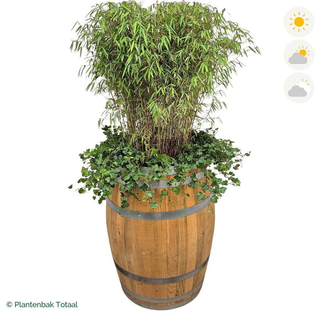 productfoto van plantenbak Eikenhout Wijnvat Bamboe Combinatie