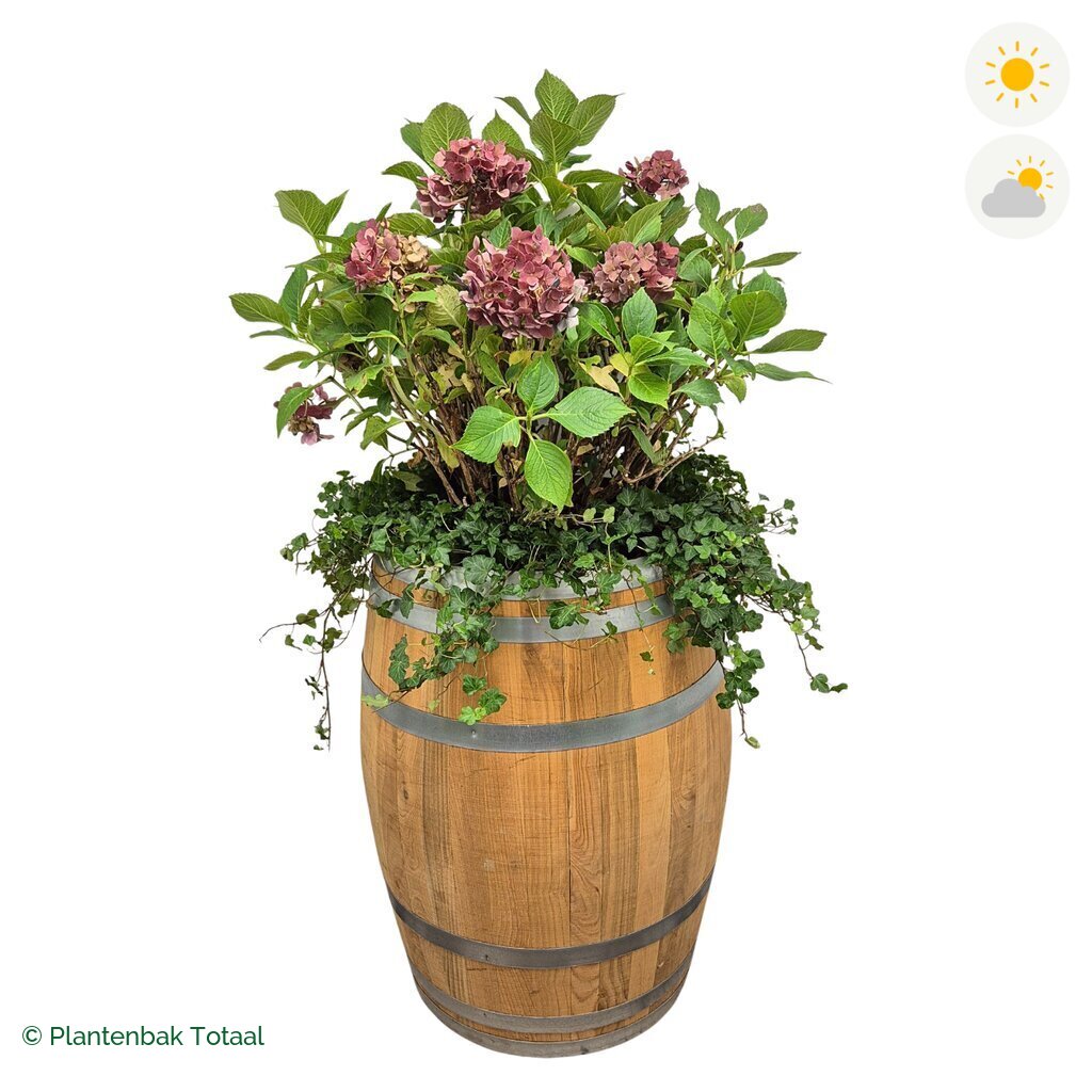 productfoto van plantenbak Eikenhout Wijnvat Boerenhortensia Combinatie