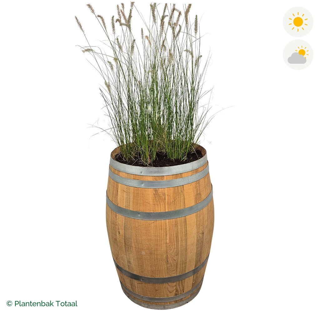 productfoto van plantenbak Eikenhout Wijnvat Lampenpoetsersgras
