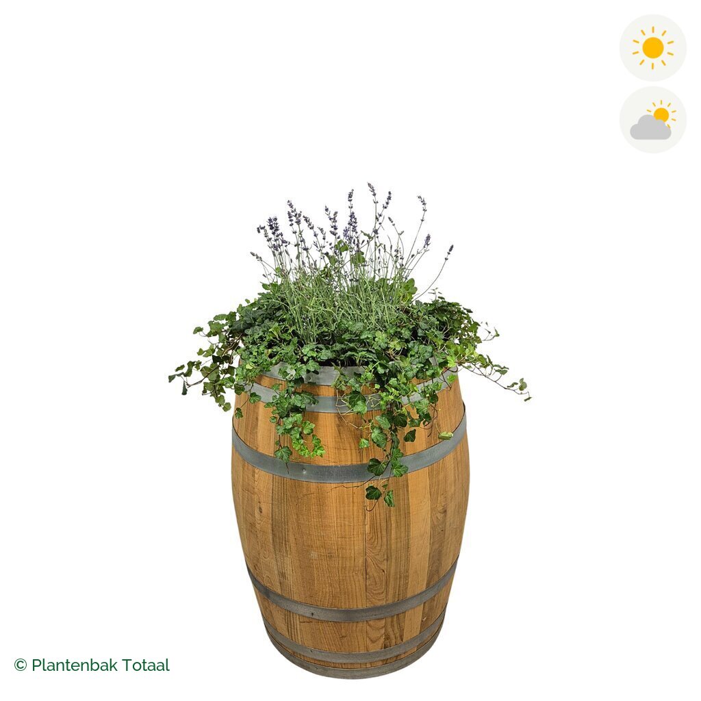 productfoto van plantenbak Eikenhout Wijnvat Lavendel Combinatie