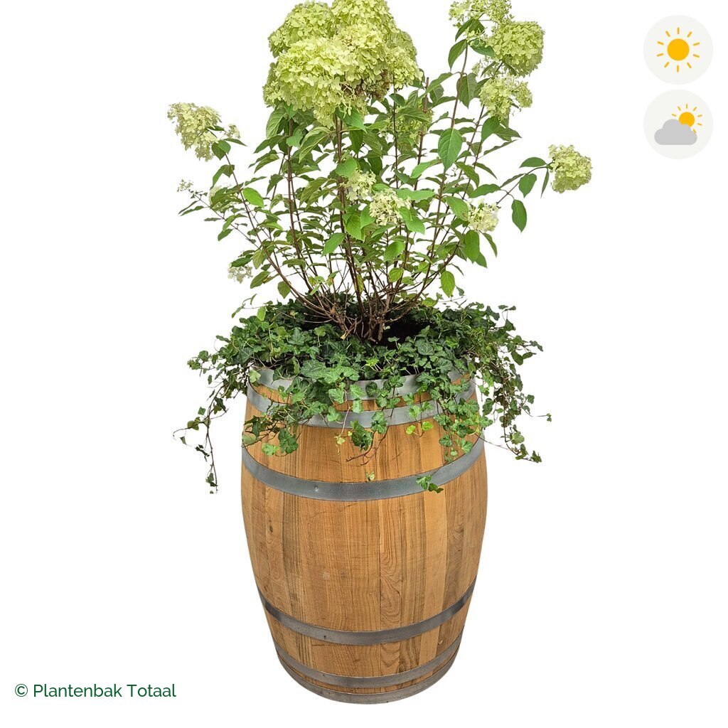 productfoto van plantenbak Eikenhout Wijnvat Pluimhortensia Combinatie