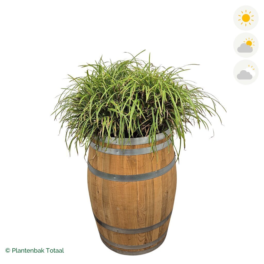 productfoto van plantenbak Eikenhout Wijnvat Zegge